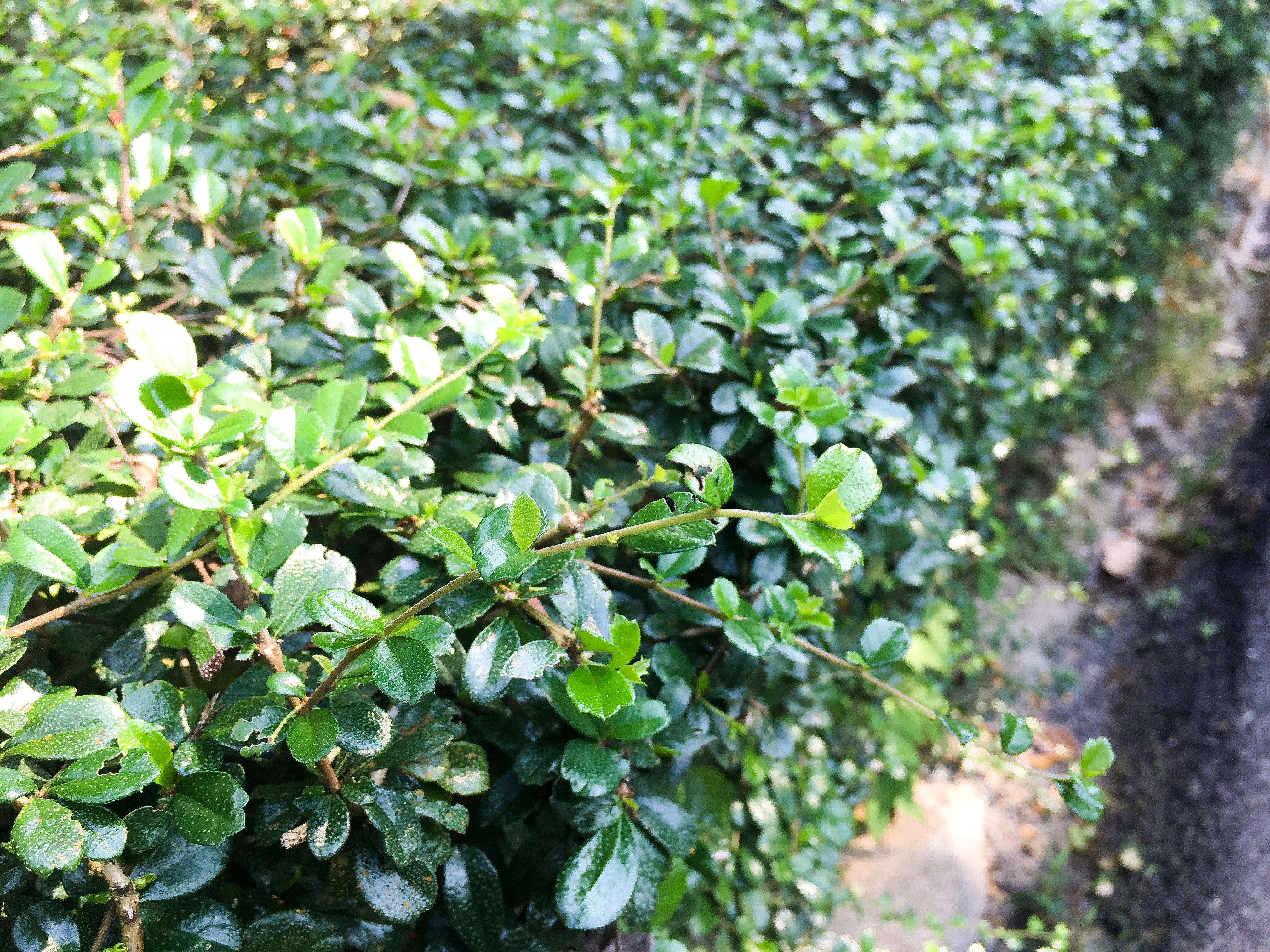 Korean Boxwood - Dwarf Variety