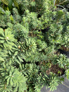 Dwarf Bottlebrush