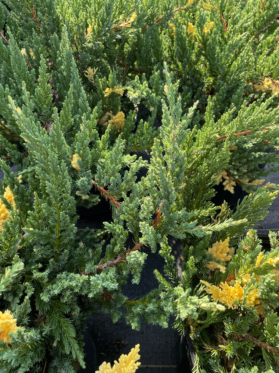 Variegated Japanese Juniper Sammy's Plant World