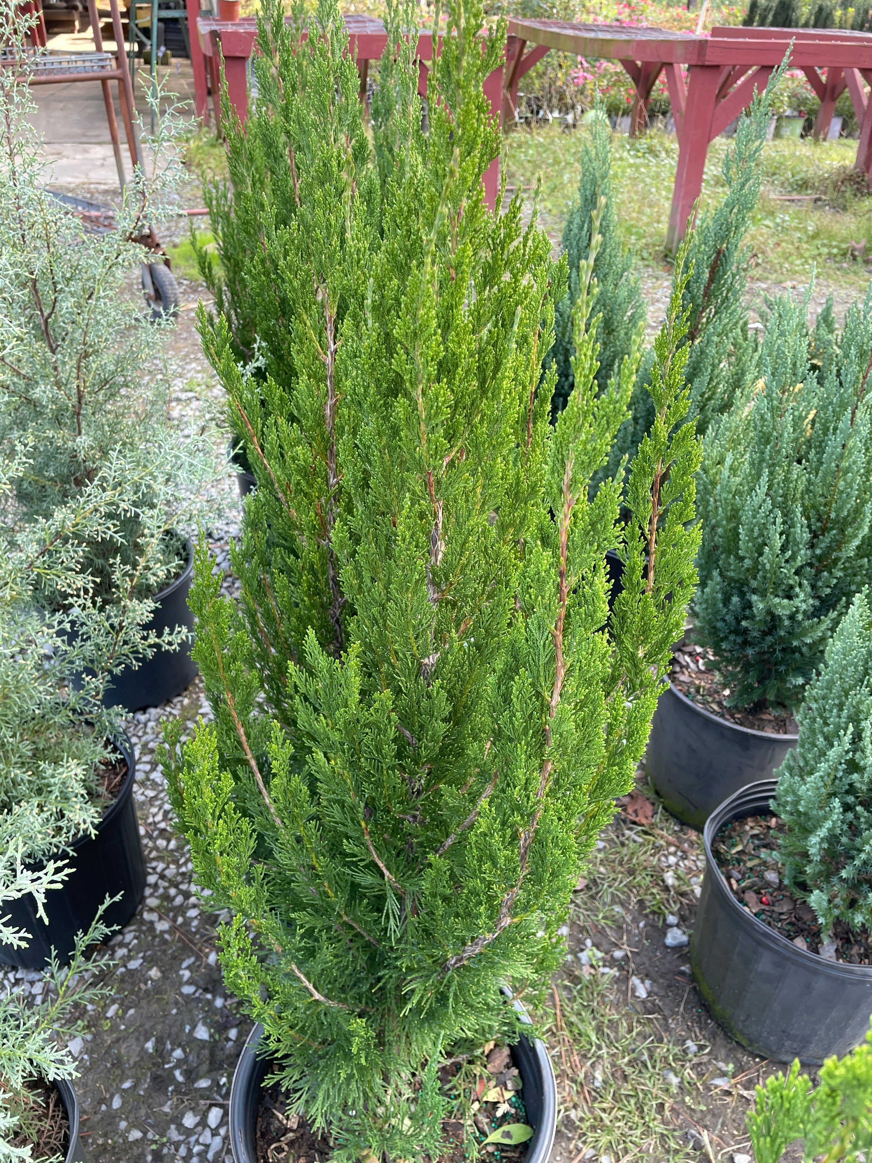 Spartan Juniper Tree