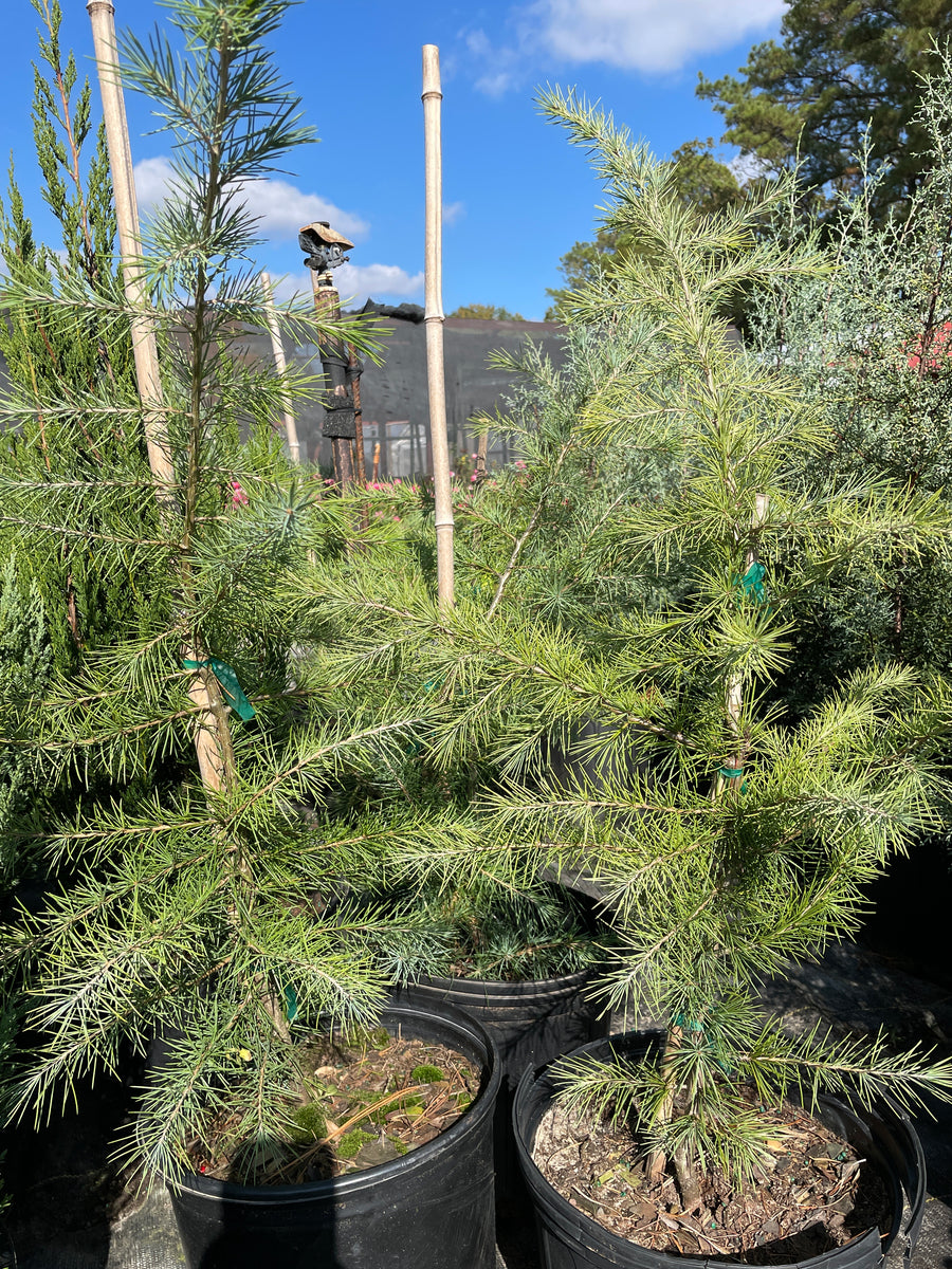 Deodar Cedar – Sammy's Plant World