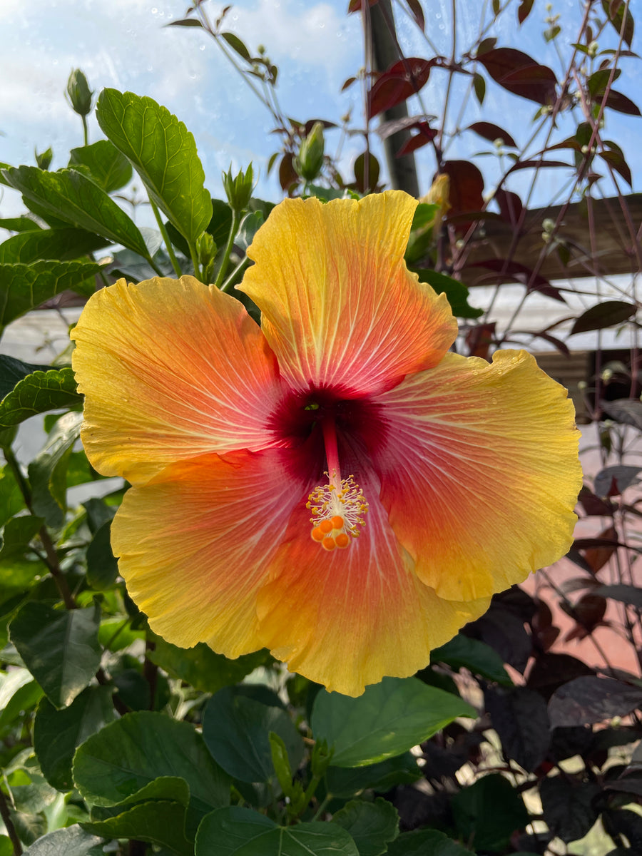 Annual Hibiscus – Sammy's Plant World