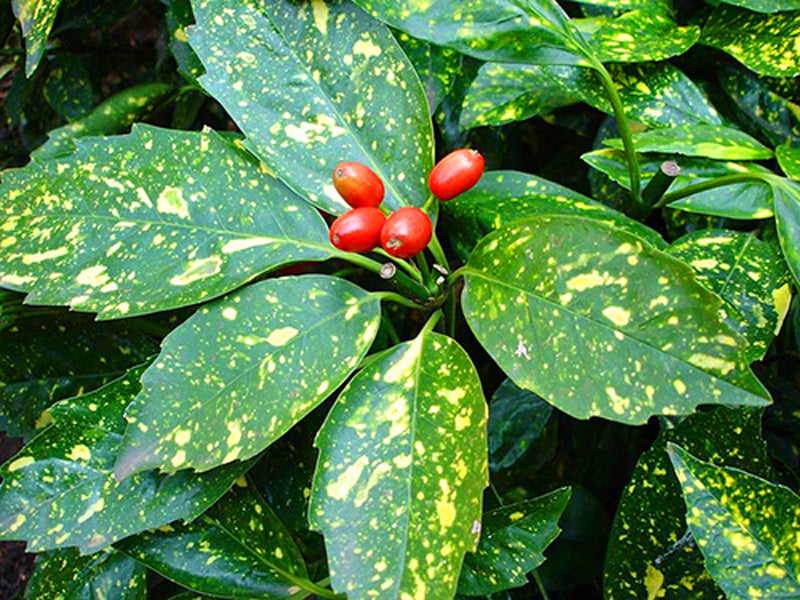 Aucuba - Golden Dust