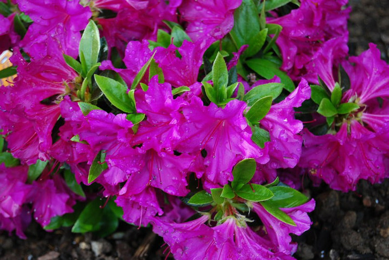 Azalea - Lavender Formosa