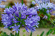Agapanthus (Lily of the Nile)