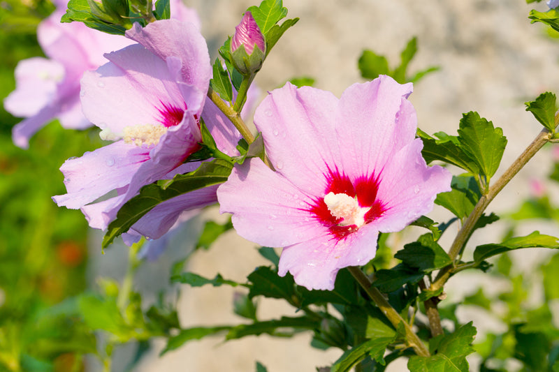 Hibiscus - Althea (Rose of Sharon)