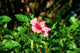 Annual Hibiscus