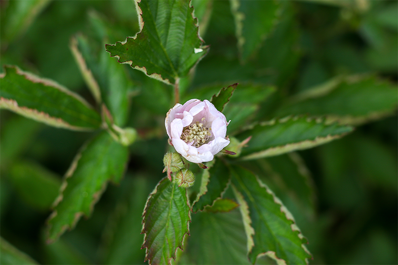Arapaho Thornless Blackberry