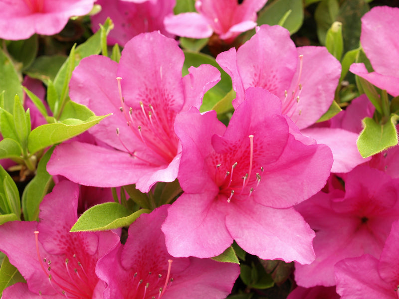 Azalea - Pink Formosa
