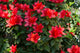 Azalea - Red Formosa