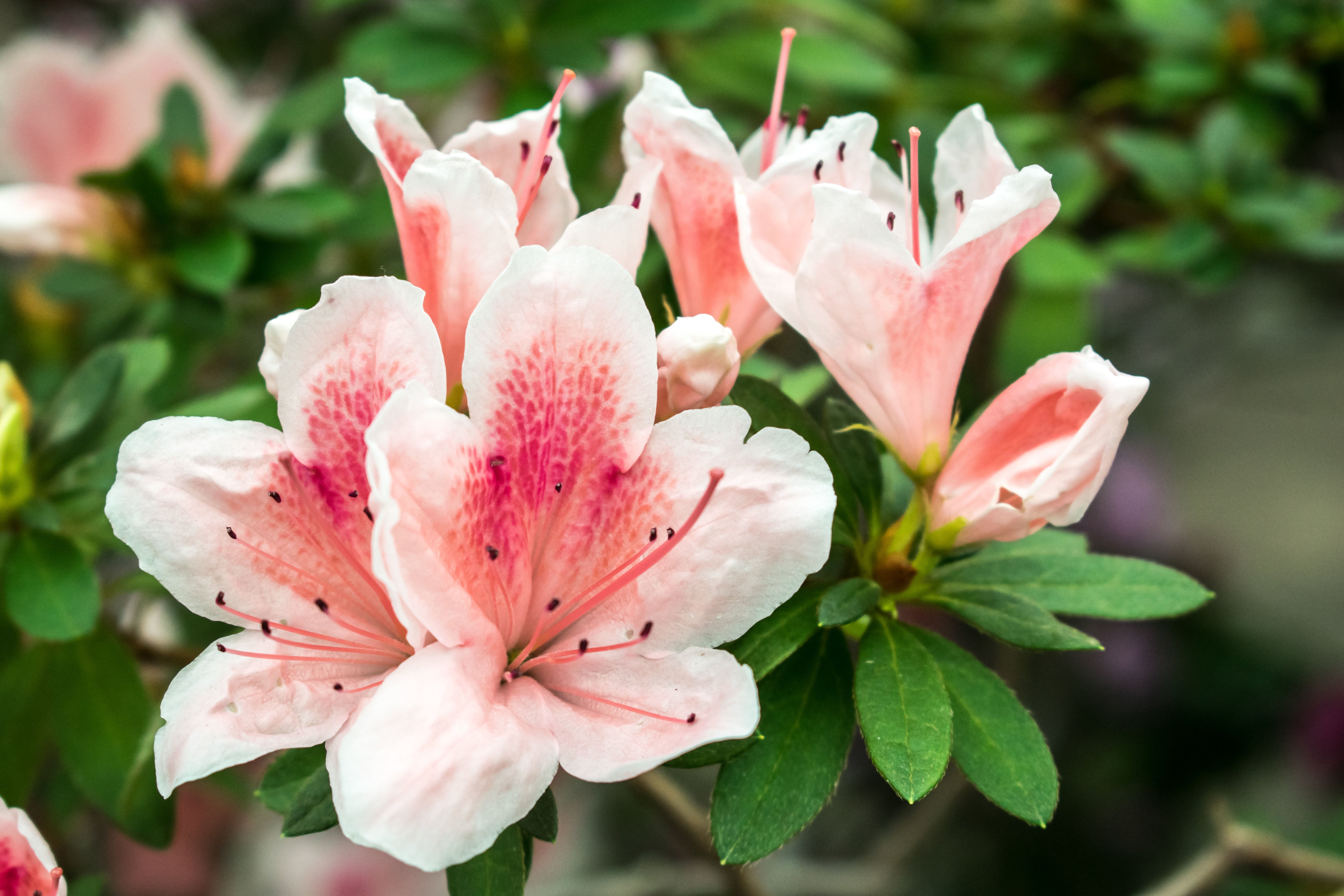 Azalea – Conversation Piece