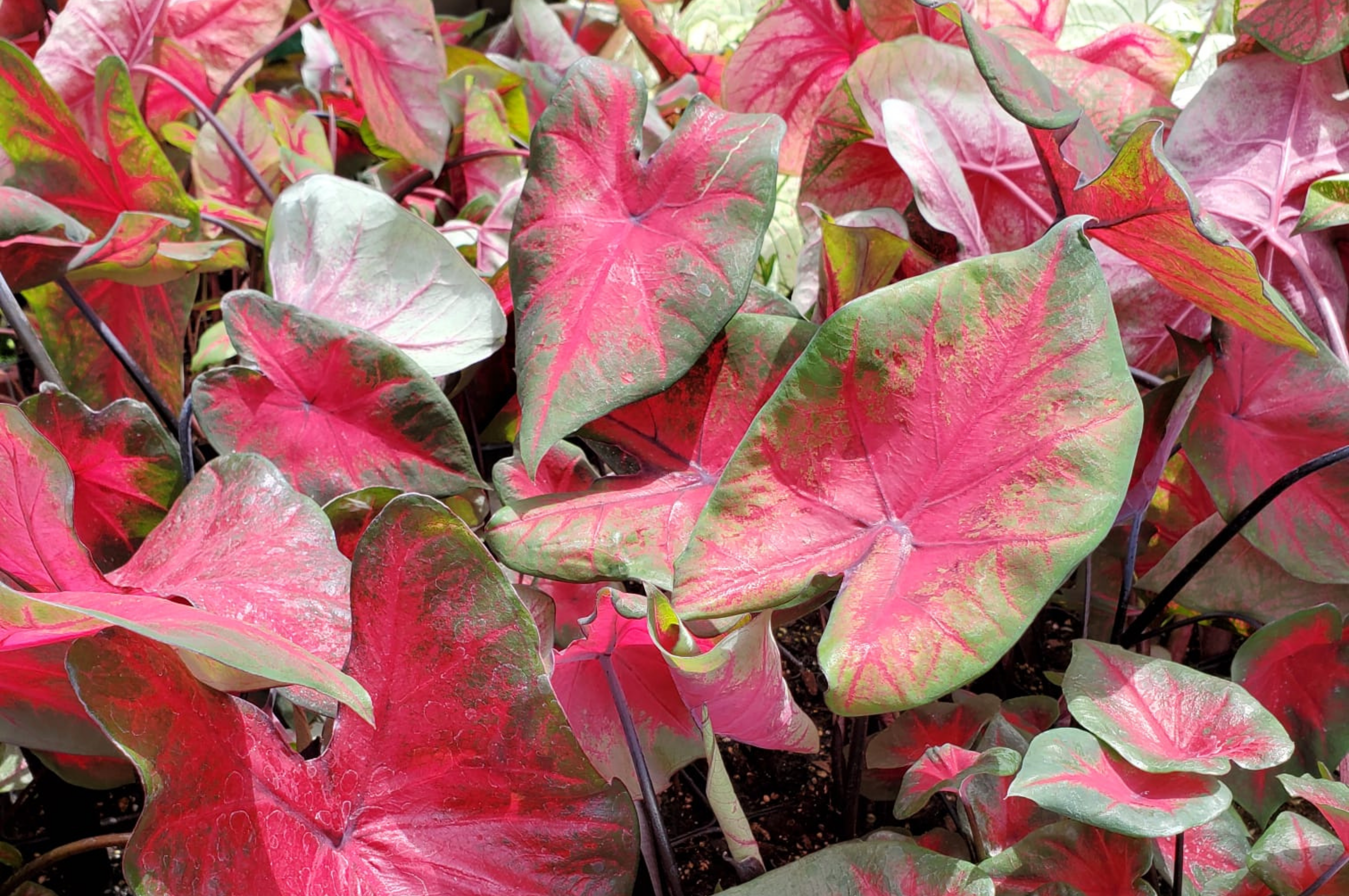 Caladiums (Assorted)