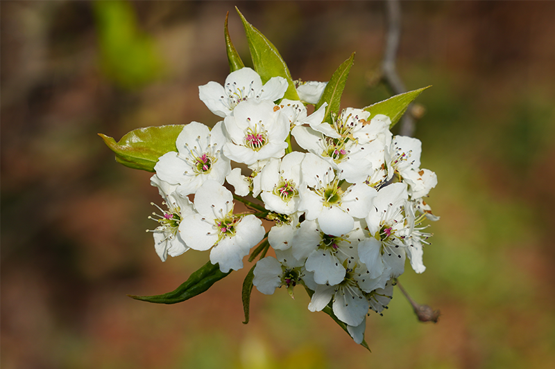 Bradford Pear (Callery Pear)