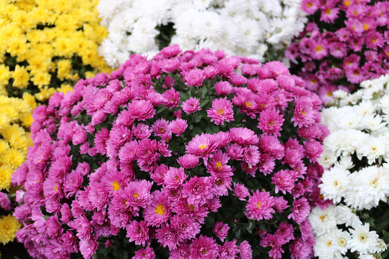 Chrysanthemum