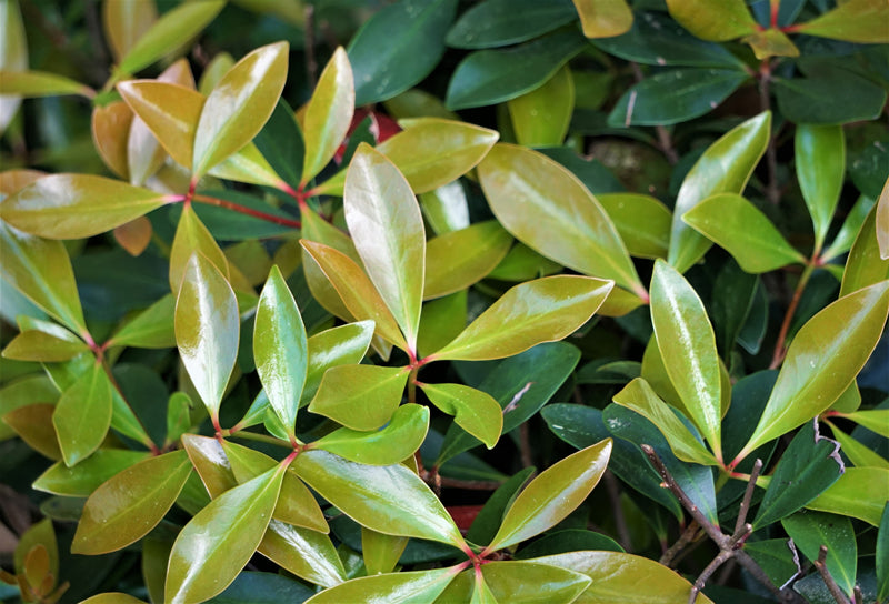 Cleyera - Japanese (Sakaki)