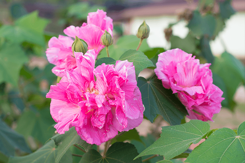 Confederate Rose Sammy's Plant World