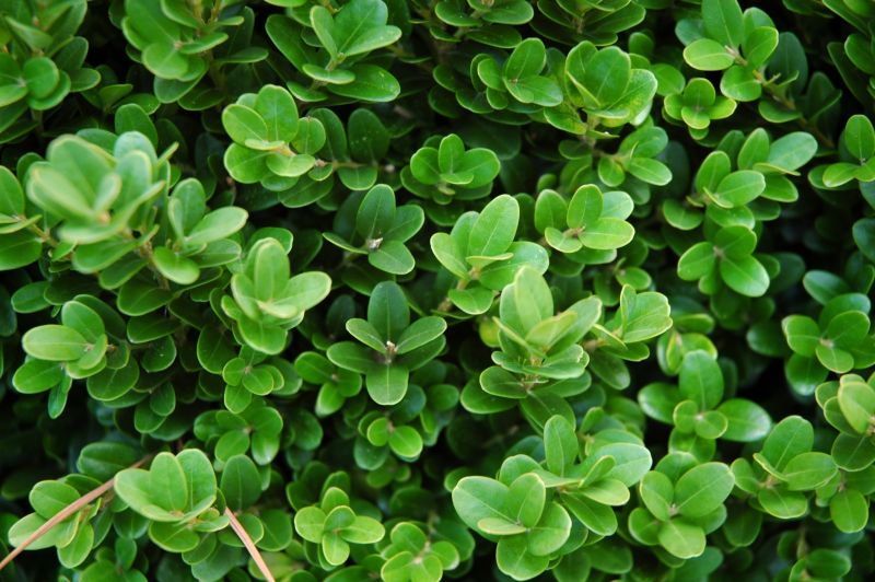 Dwarf English Boxwood