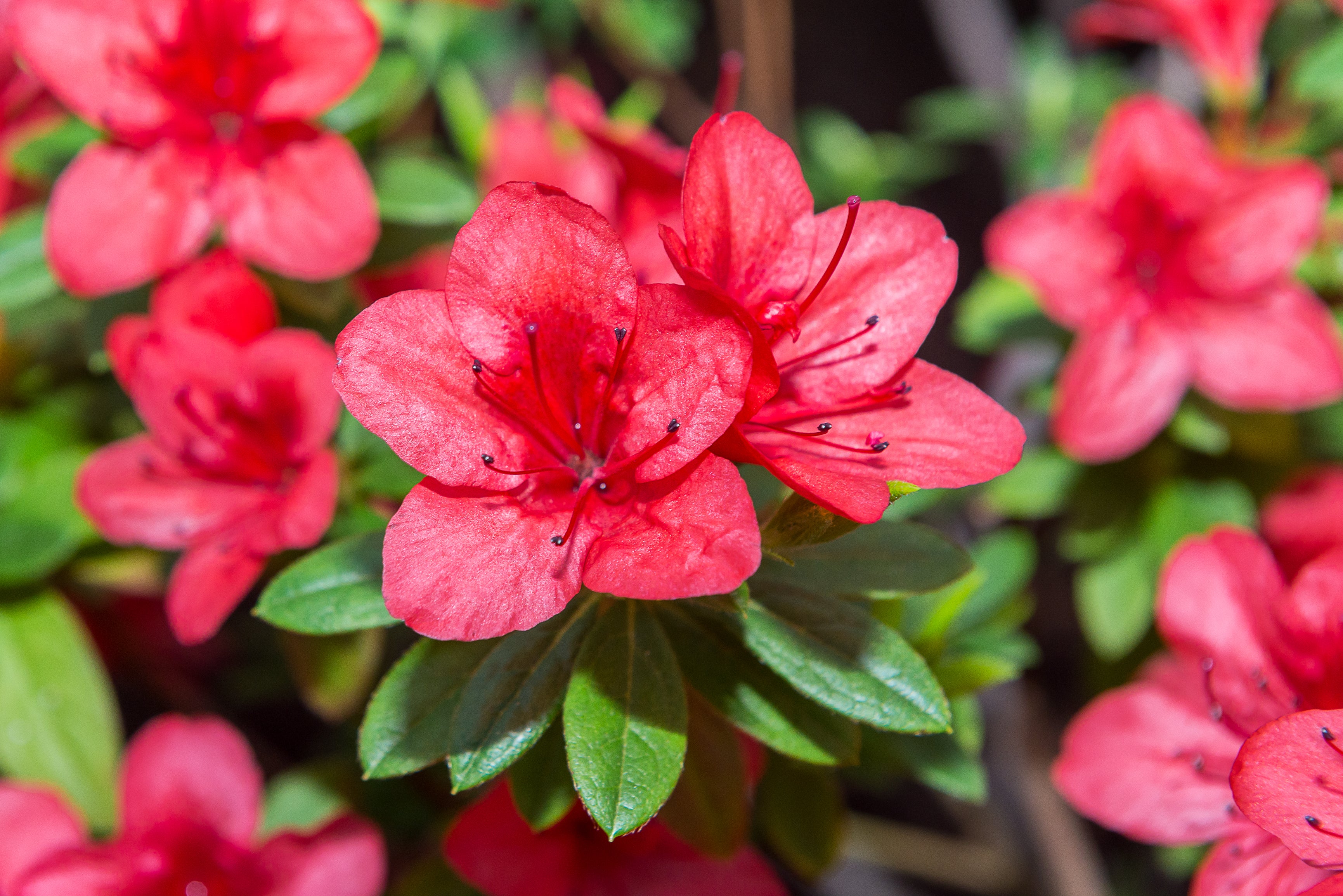 Encore Azalea