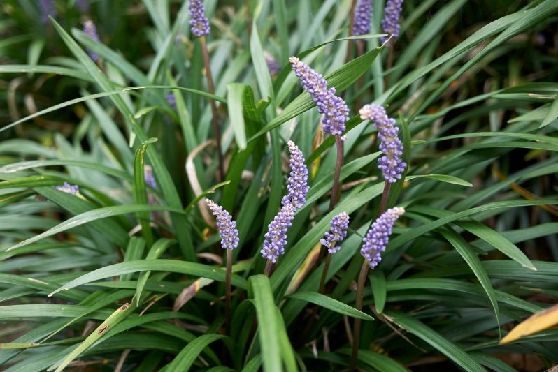 Evergreen Giant Liriope
