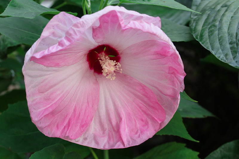 Hibiscus - Hardy (Rose Mallow)