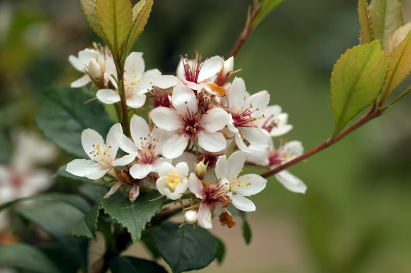 White Indian Hawthorn