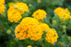 Lantana