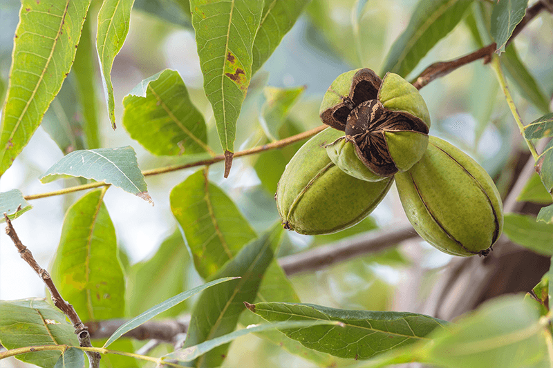 Mahan Pecan Tree