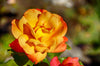 Rio Samba Rose