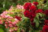 Rose Bush