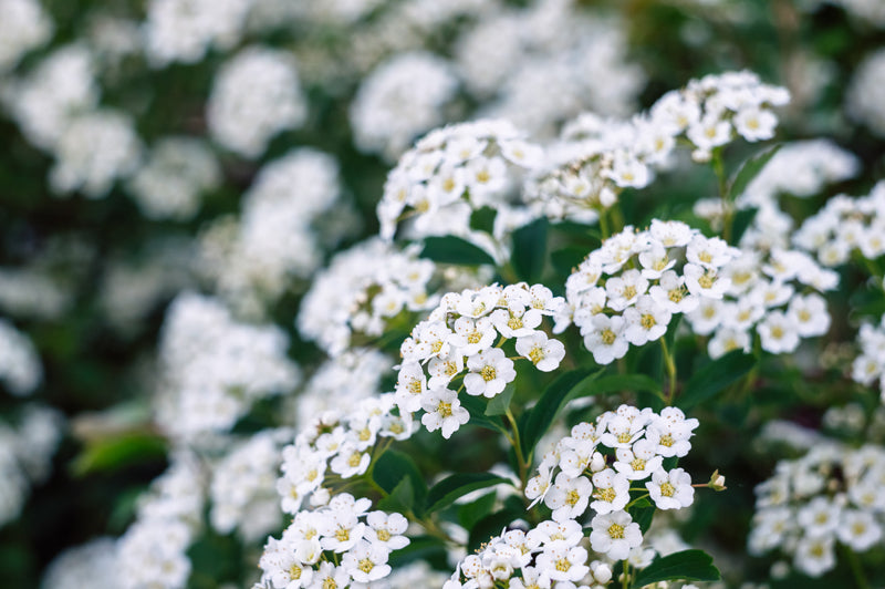 Bridalwreath Spirea