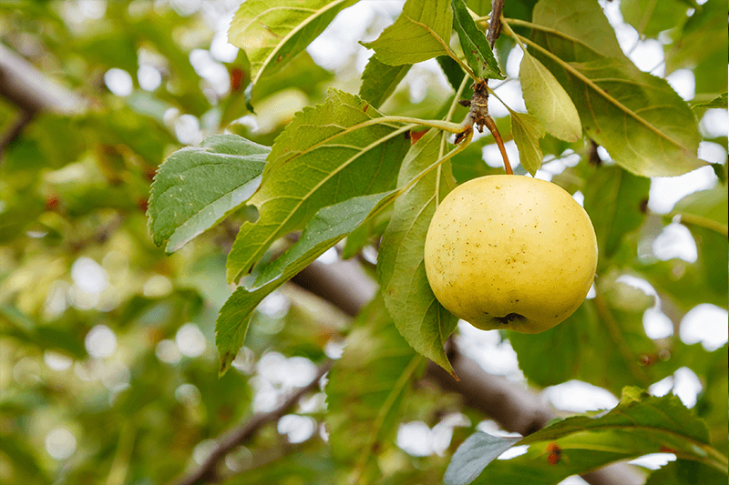 Yellow Delicious Apple Sammy's Plant World