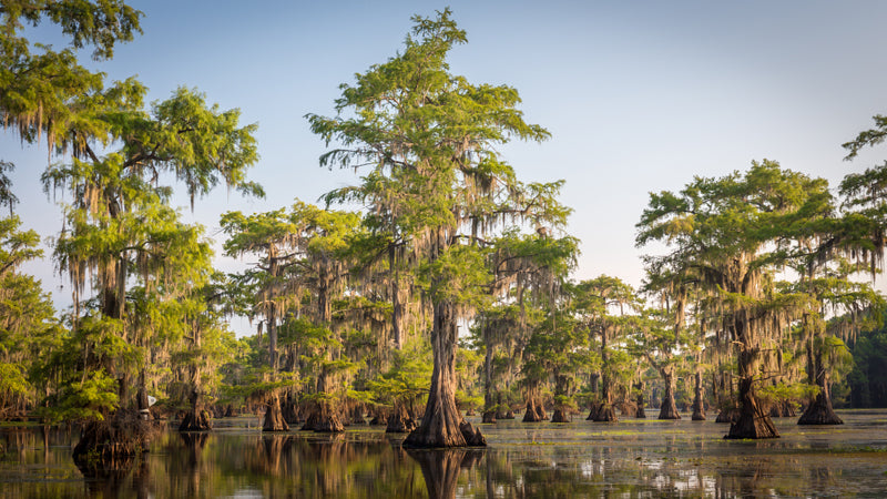 The Best Time to Plant Trees and Shrubs in Louisiana – Sammy's Plant World