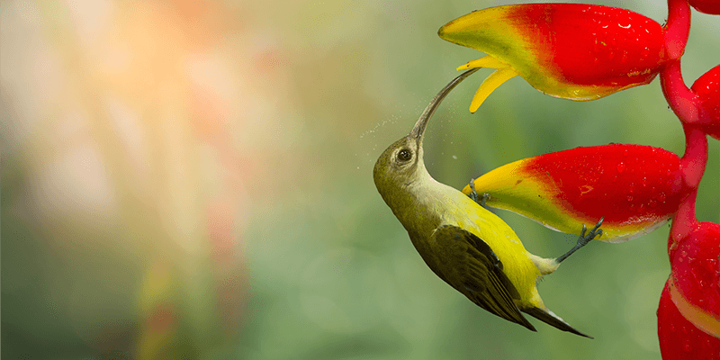 Grow Pollinator Plants: Attract Beneficial Insects and Birds to Your G ...