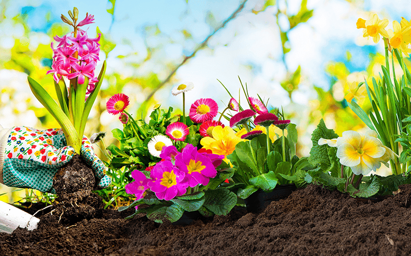 How to Get Your Flower Bed Ready for Spring Sammy's Plant World