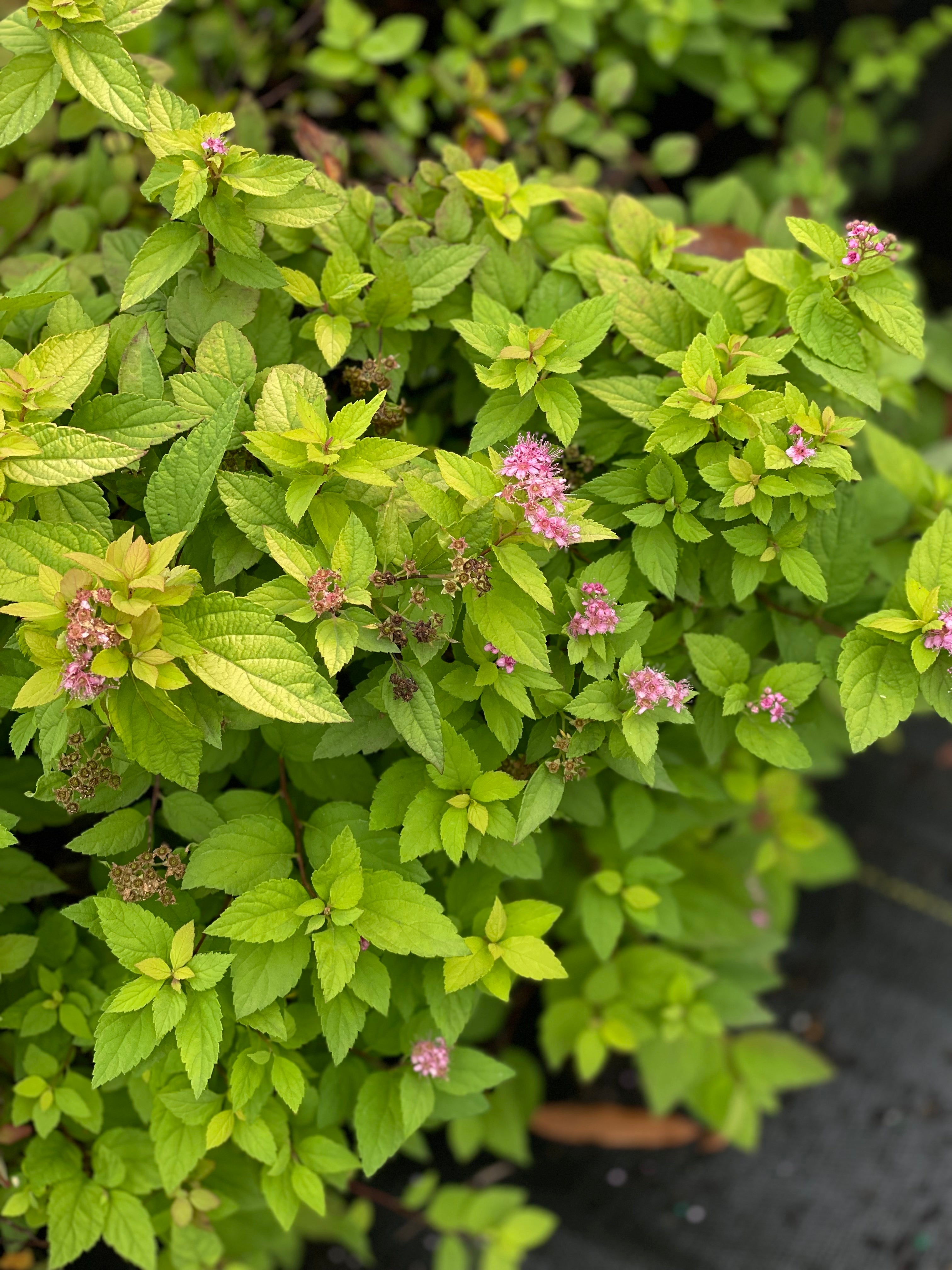 Double Play Gold Spirea – Sammy's Plant World