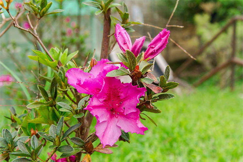 Azalea - Herbert – Sammy's Plant World Azalea - Herbert – Sammy's Plant World