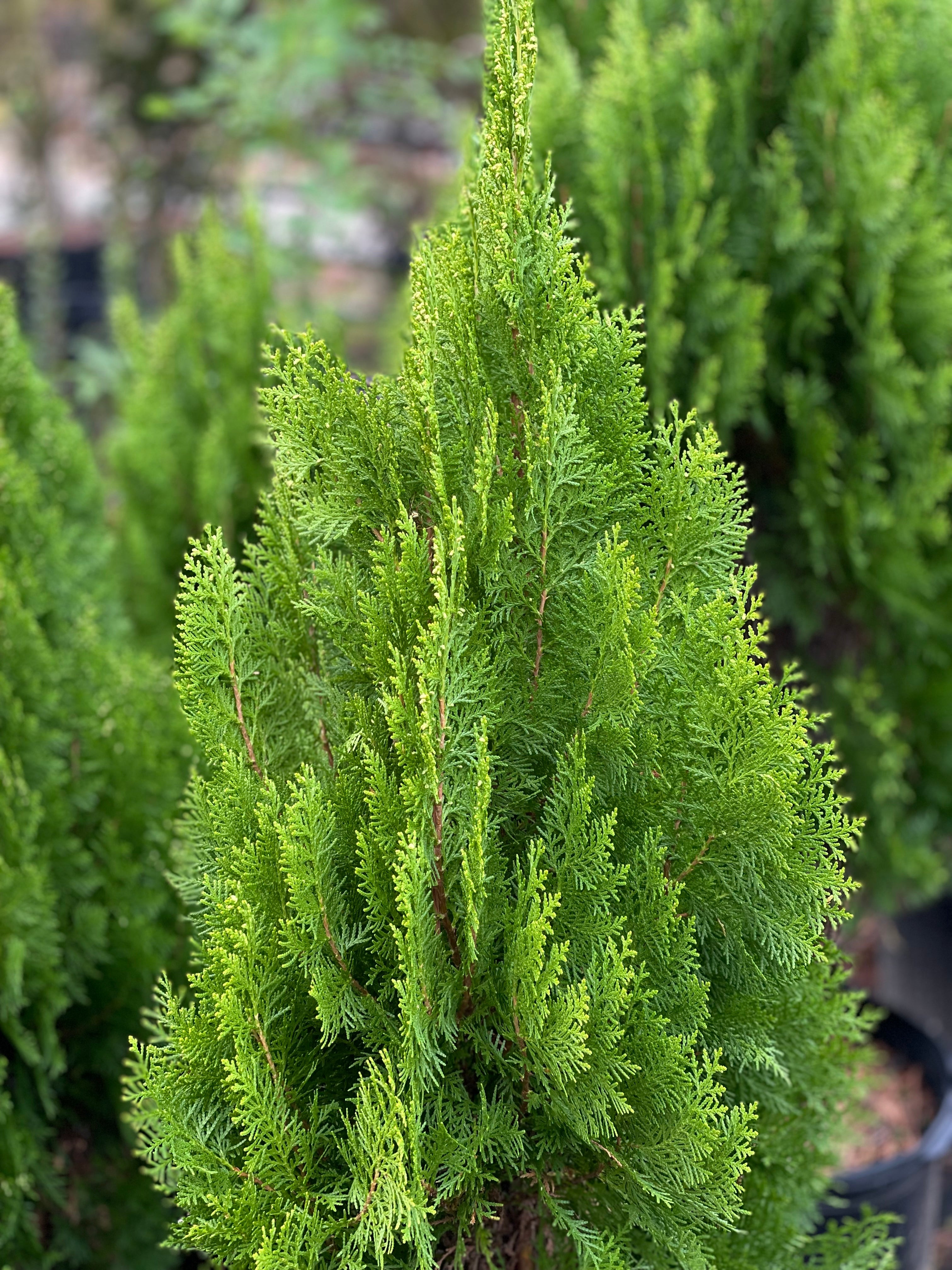 コレクション Suburbia suite : evergreen review Color Crush: Royale Evergreen | Joybird