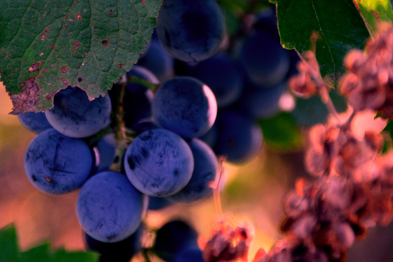 Muscadine Grape - Ozark Mountain Dark Purple – Sammy's Plant World