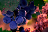 MuscadineGrape-