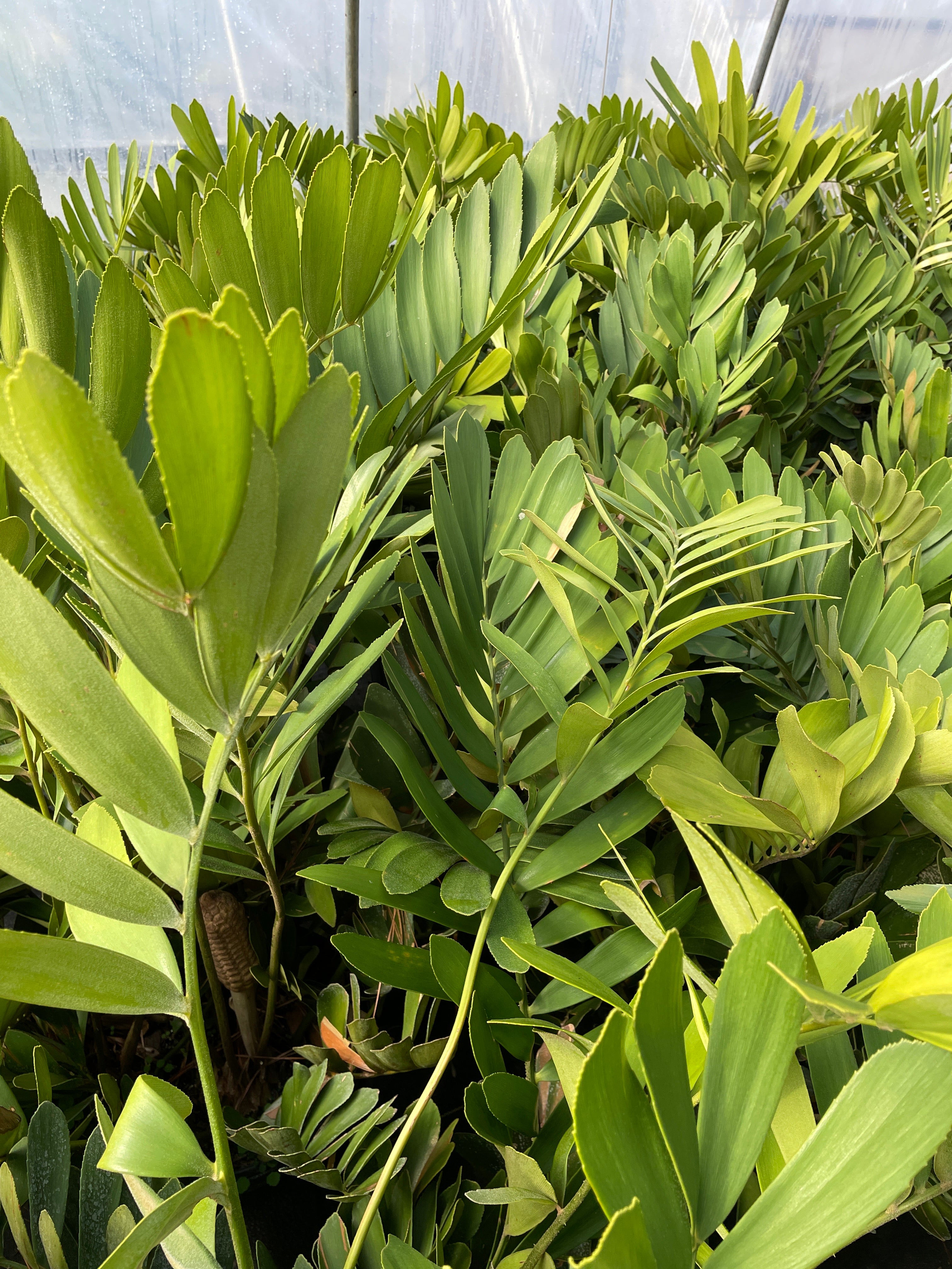 Cardboard Palm – Sammy's Plant World