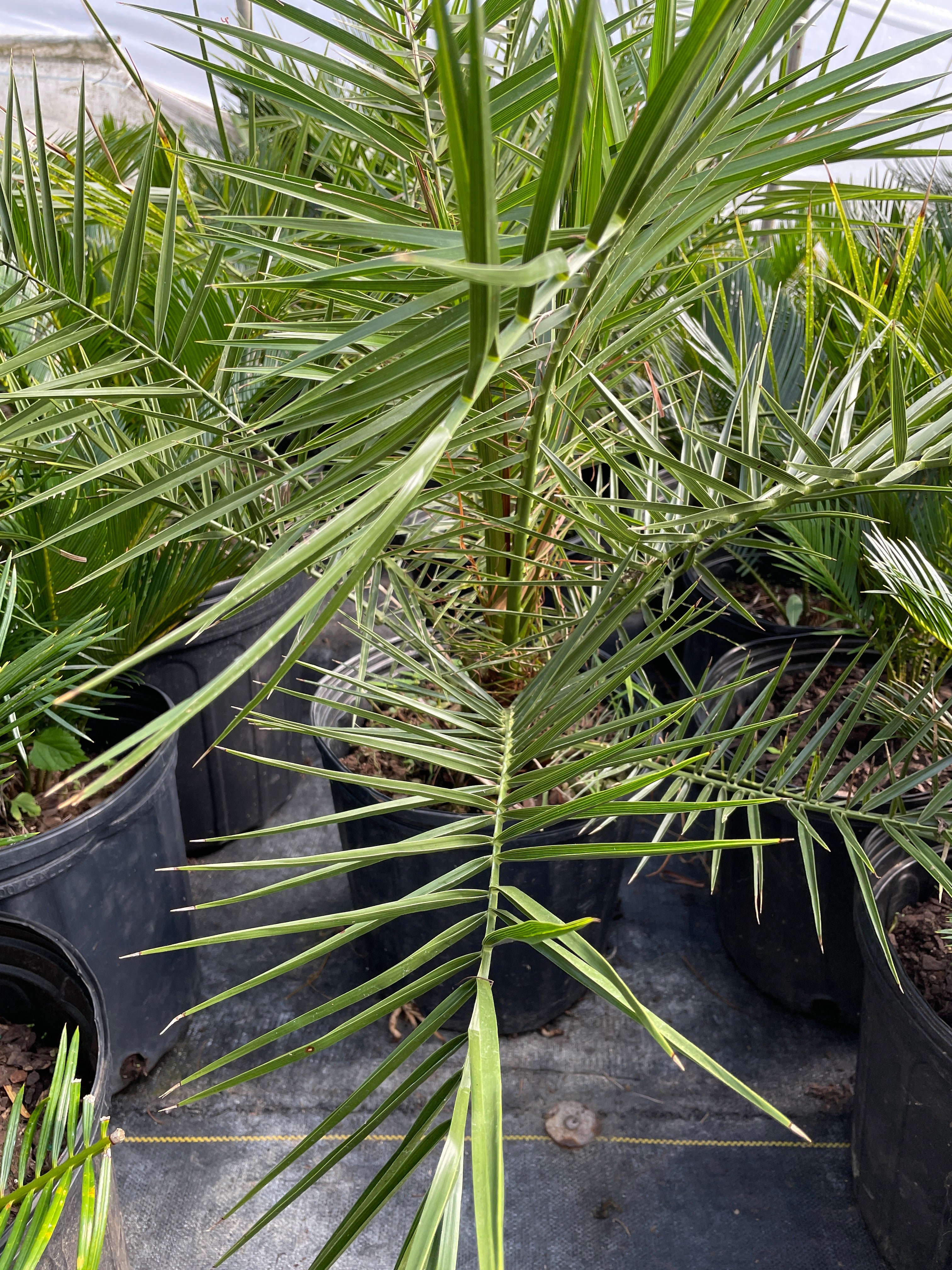 planting canary island date palm Canary Island Date Palm – Sammy's Plant World