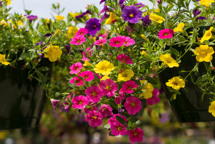 Lynwood Forsythia Golden Bell – Sammy's Plant World