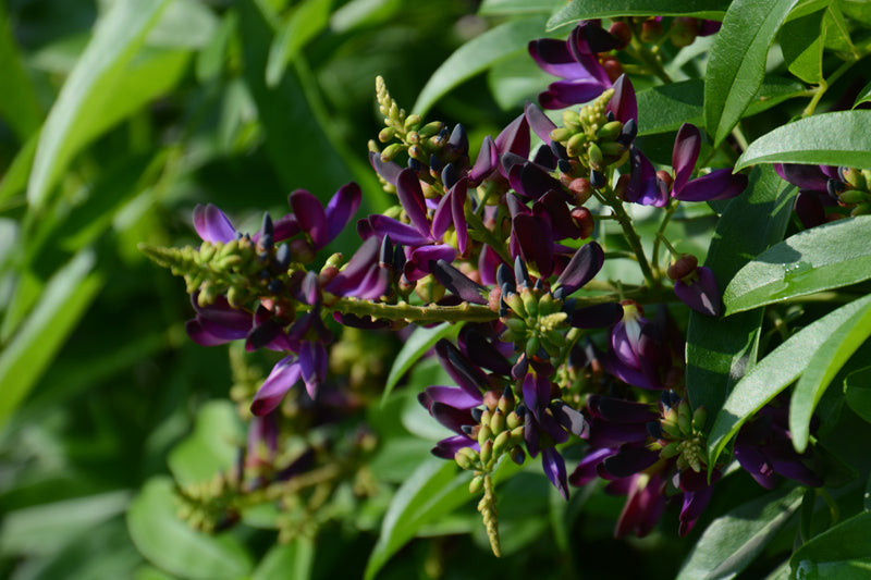 Evergreen Wisteria – Sammy's Plant World
