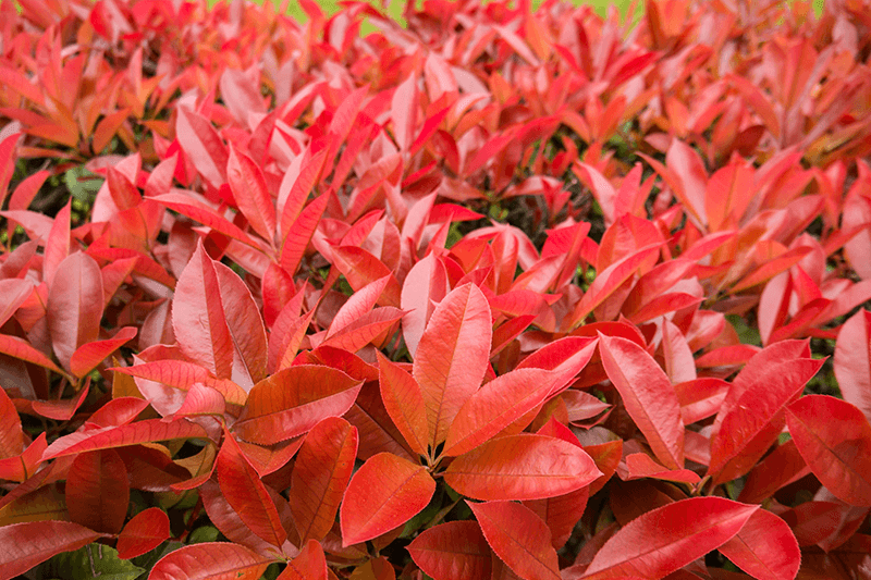 Red Tip Photinia – Sammy's Plant World