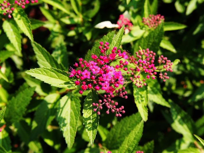 Pink Spirea 