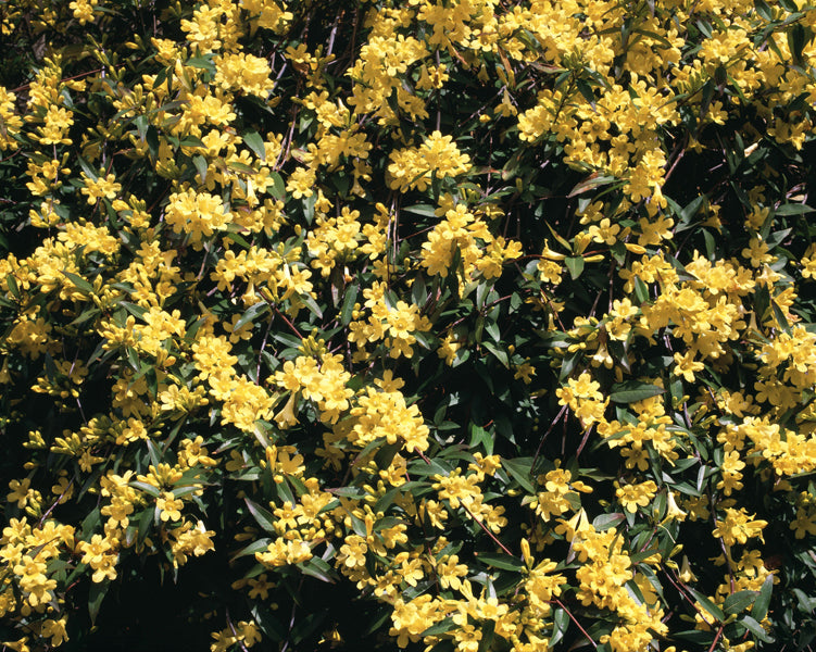 carolina jasmine plant Carolina Jasmine – Sammy's Plant World