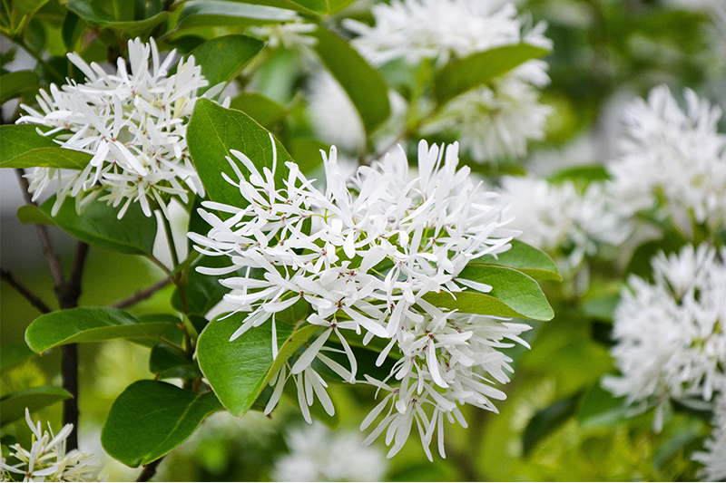 Chinese Fringe Tree – Sammy&rsquo;s Plant World