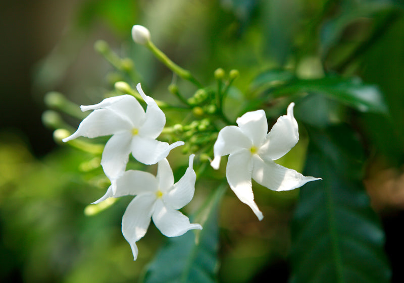 confederate jasmine plant Jasmine