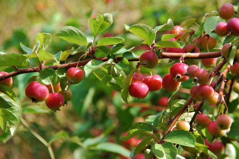 Callaway Crabapple – Sammy's Plant World