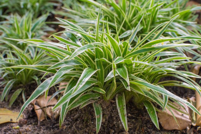 Dianella – Sammy's Plant World